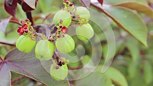 Jatropha fruit for distill bio diesel