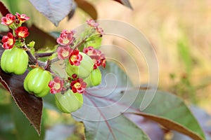 Jatropha fruit for distill bio diesel