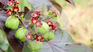 Jatropha fruit for distill bio diesel