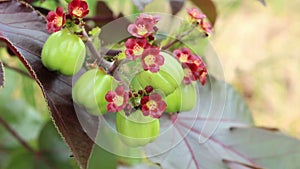 Jatropha fruit for distill bio diesel