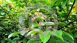 Jatropha gossypiifolia ellyache bush shrub fruits leave photo