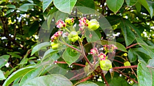 Jatropha gossypiifolia ellyache bush shrub fruits leave stock photo photo