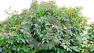 Jatropha gossypiifolia ellyache bush shrubby plant photo