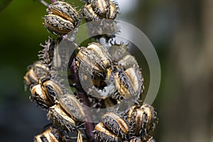 Jatropha gossypiifolia L. Euphorbiaceae dry seeds,  known as bellyache bush or black physic nut