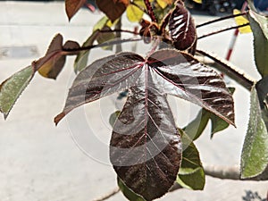 Jatropha gossypiifolia plant (bellyache bush, black Physicnut, cotton-leaf Physicnut) has beautiful and red leaves