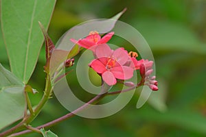 Jatropha integerrima Malpighiales Euphorbiacea Subfamily Tribe Genus photo