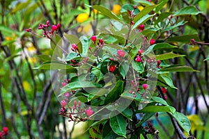 Jatropha integerrima.
