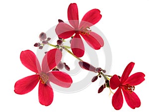 Jatropha integerrima