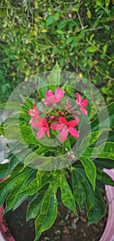 jatropha integerrima spicy,pink flower plant