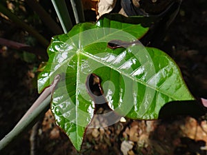 Jatropha leaf photo