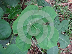 Jatropha leaf photo