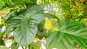 Jatropha leaves that grow thickly in front of the house photo