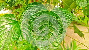 Jatropha leaves that grow thickly in front of the house photo