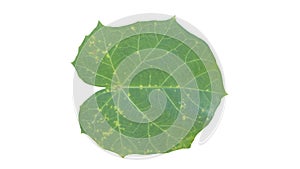 Jatropha leaves with isolated mode