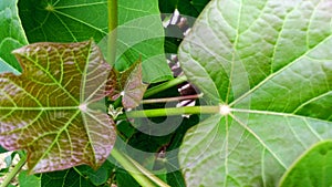 Jatropha new leaves