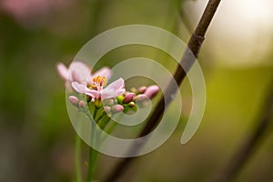 Jatropha pink bottle tree