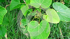 Jatropha plant green leaves