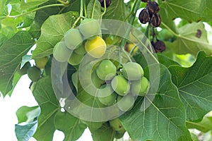 Jatropha