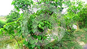 Jatropha plantation at roadside close up