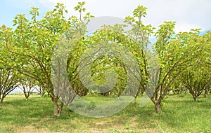 Jatropha plantations