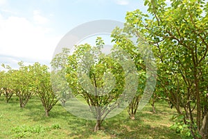 Jatropha plantations