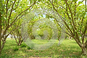 Jatropha plantations