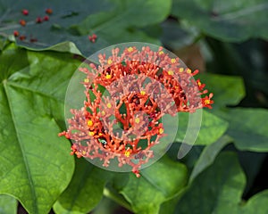 Jatropha podagica in the Fort Worth Botanic Garden in Texas. photo