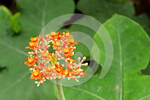 Jatropha Podagrica, Buddha belly plant, Bottleplant shrub plant in the garden