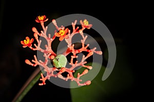 Jatropha podagrica photo