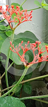 Spring has arrived, and Jatropha podagrica smiles welcomingly in the morning. photo