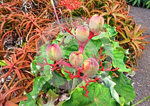 Jatropha podagrica Gout plant, Buddha belly, Guatemalan rhubarb, an exotic succulent plant photo