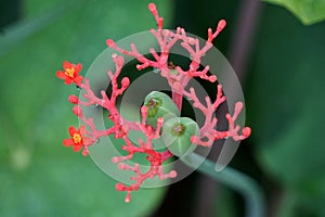 Jatropha podagrica photo