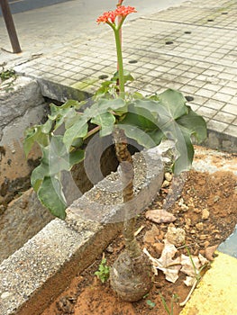 Jatropha podagrica plant photo