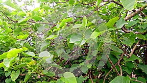 Jatropha tree branches green leaves