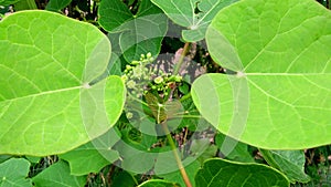 Jatropha tree flower buds