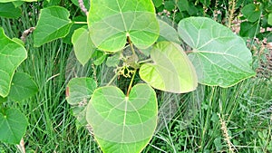 Jatropha tree green leaves