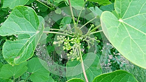 Jatropha tree green leaves flower buds