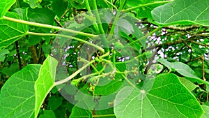 Jatropha tree green leaves fruit buds