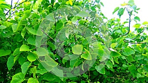 Jatropha tree green leaves snap