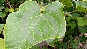 Jatropha tree leaf