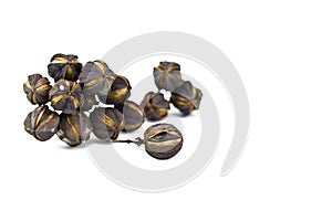 Jatropha on a white background