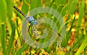 Jaunty Dropwing Dragonfly photo