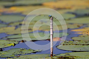 Jaunty Dropwing Dragonfly Perched In Pond Trithemis stictica