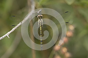 Jaunty Dropwing, Trithemis stictica