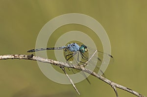 Jaunty Dropwing, Trithemis stictica