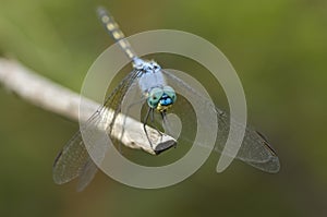 Jaunty Dropwing, Trithemis stictica photo