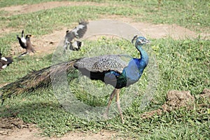 Jaunty peacock photo