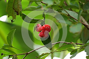 Java apple on java tree