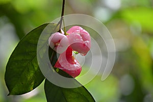 Java apple, Semarang rose-apple or Syzygium samarangense