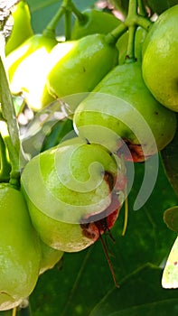 Java apple Syzygium samarangense is a species of flowering plant in the family Myrtaceae